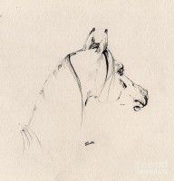 789271_The_Horse_Sketch
