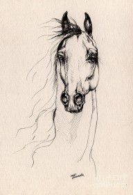 543434_Arabian_Horse_Drawing_25