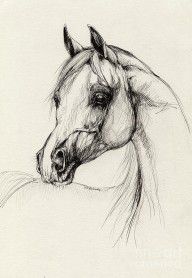 729853_Arabian_Horse_Drawing_27