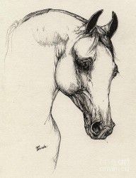 485956_Arabian_Horse_Drawing_32