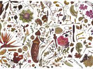 16203614_Herbarium_Specimen