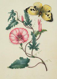 8954097_Convolvulus_With_Yellow_Butterfly