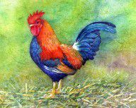 8039326_Rooster
