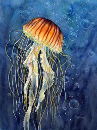 15325639_Jellyfish