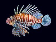 16145595_Lionfish_In_Black