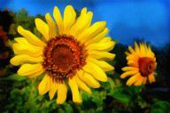 9419497_Sunflower