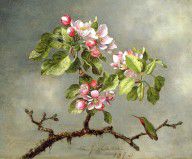 10461141_Apple_Blossoms_And_A_Hummingbird