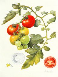 17691950_Tomatoes