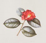 17674943_Camellia_Japonica