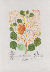Salvador Dal�-Begonia (Anacardium recordans). 1968.