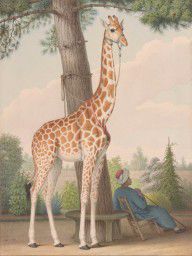 Nicolas_Hüet%2C_the_Younger-ZYMID_Study_of_the_Giraffe_Given_to_Charles_X_by_the_Viceroy_of_Egypt