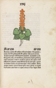 Herbarius Pataviae-Herbarius Pataviae. Lateinisch mit deutschen Synonymen. Mit b150 altkolor. Pflanz