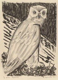 Owl-ZYGR48257