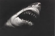 Robert Longo-Untitled (Shark 15). 2008.
