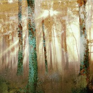 forest-light-katherine-smit