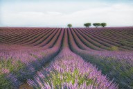 14527610 velours-de-lavender-margarita-chernilova