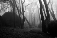 19679950 haunted-woods-jorge-maia