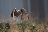 16544709 eurasian-eagle-owl-milan-zygmunt