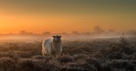 16544732 sheep-in-the-mist-rijko-ebens