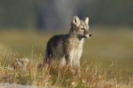 16544754 arctic-fox-puppie-karen-kolbeck