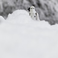 15732277 stormtrooper-in-the-snow-mike-taylor