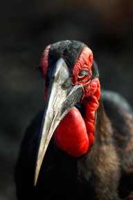 12366695 southern-ground-hornbill-portrait-front-view-johan-swanepoel