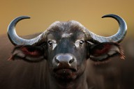 12396092 african-buffalo-cow-portrait-johan-swanepoel