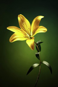 23347459 yellow-lilly-with-stem-johan-swanepoel