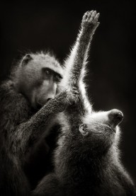 11198141 chacma-baboons-grooming-johan-swanepoel