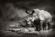 11198214 white-rhinoceros-johan-swanepoel