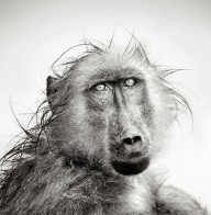 11198540 wet-baboon-portrait-johan-swanepoel