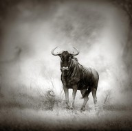 11198589 blue-wildebeest-in-rainstorm-johan-swanepoel