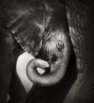 11198638 baby-elephant-seeking-comfort-johan-swanepoel