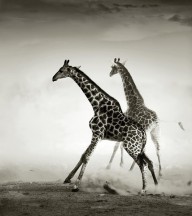 11198724 giraffes-fleeing-johan-swanepoel