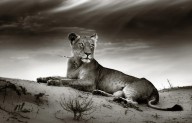 11198777 lioness-on-desert-dune-johan-swanepoel