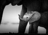 11205355 baby-elephant-next-to-cow-johan-swanepoel