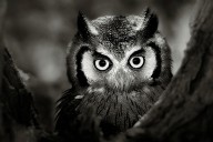 11205360 whitefaced-owl-johan-swanepoel