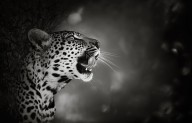 11205394 leopard-portrait-johan-swanepoel