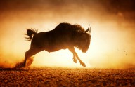 11205440 blue-wildebeest-running-in-dust-johan-swanepoel