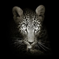 11205475 leopard-portrait-in-the-dark-johan-swanepoel