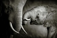11205529 elephant-affection-johan-swanepoel