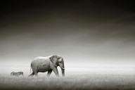11205548 elephant-with-zebra-johan-swanepoel