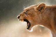 11206207 lioness-displaying-dangerous-teeth-in-a-rainstorm-johan-swanepoel