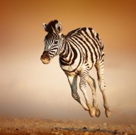 11206278 zebra-calf-running-johan-swanepoel