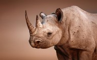 11206296 black-rhinoceros-portrait-johan-swanepoel