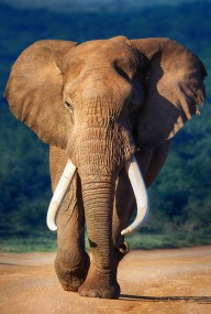 11206341 elephant-approaching-johan-swanepoel