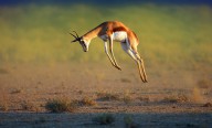 11206357 running-springbok-jumping-high-johan-swanepoel