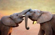 11206454 elephants-touching-each-other-johan-swanepoel
