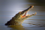 11207476 nile-crocodile-swollowing-fish-johan-swanepoel