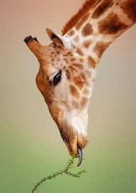 11207655 giraffe-eating-close-up-johan-swanepoel